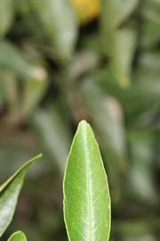              Margin (Riverside, CA)       