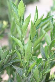              Sun leaves (Riverside, CA)       