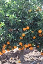            Habit (Riverside, CA)   