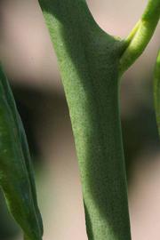              First year twig (Riverside, CA)       