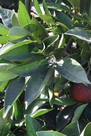            Sun leaves (Riverside, CA)   