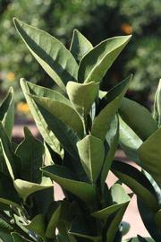            Sun leaves (Riverside, CA)   