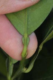              Petiole (Riverside, CA)       