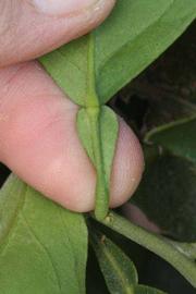              Petiole (Riverside, CA)       