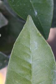               Margin (Riverside, CA)       