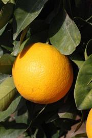            Fruit of  Citrus sinensis       (Bahianinha   Araras, Riverside, CA)   