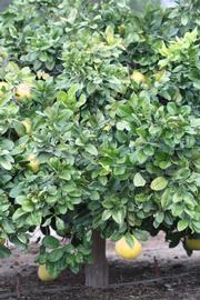            Habit (Riverside, CA)   