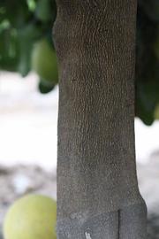              Bark (Riverside, CA)       