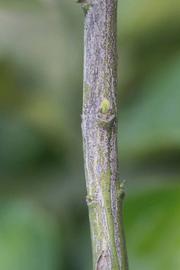              Second - third year twig (Riverside, CA)       