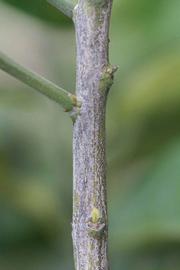              Second - third year twig (Riverside, CA)       