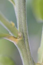              First year twig (Riverside, CA)       