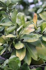            Sun leaves (Riverside, CA)   