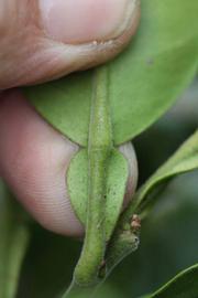              Petiole (Riverside, CA)       