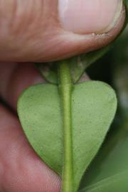              Petiole (Riverside, CA)       