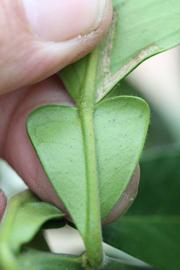              Petiole (Riverside, CA)       