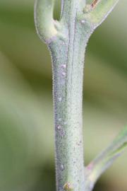              First year twig (Riverside, CA)       