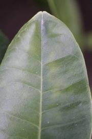               Margin (Riverside, CA)       