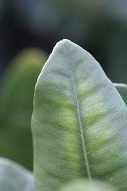              Margin (Riverside, CA)       