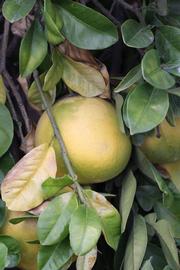              Fruit (Riverside, CA)       