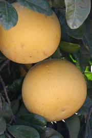              Fruit (Riverside, CA)       