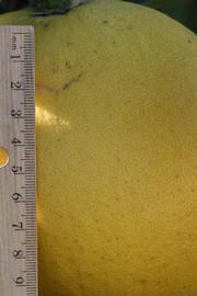              Fruit (Riverside, CA)       