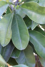              Shade leaves (Riverside, CA)       