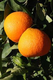              Fruit (Riverside, CA)       