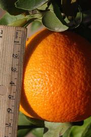              Fruit (Riverside, CA)       