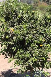              Habit (Riverside, CA)       