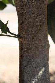              Bark (Riverside, CA)       