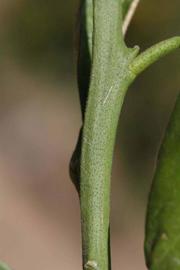              First year twig (Riverside, CA)       