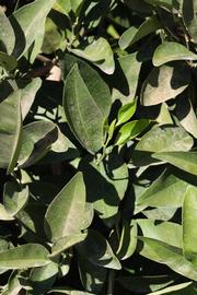              Sun leaves (Riverside, CA)       