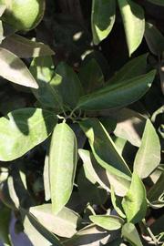              Sun leaves (Riverside, CA)       