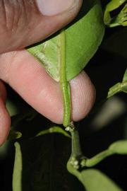              Petiole (Riverside, CA)       