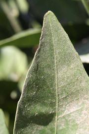              Margin (Riverside, CA)       