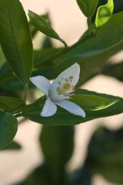              Flower (Riverside, CA)       