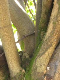            Bark (Bearss, Winter Haven, FL)   