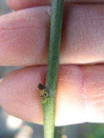            First year twig (Bearss, Winter Haven, FL)   