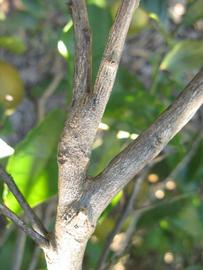            Second - third year twig (Bearss, Winter Haven, FL)   