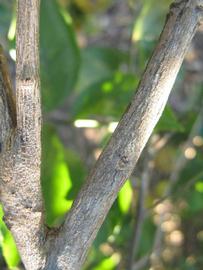            Second - third year twig (Bearss, Winter Haven, FL)   