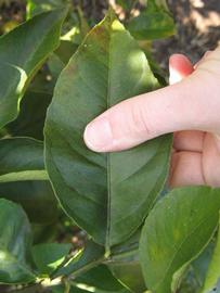            Unifoliolate leaf (Bearss, Winter Haven, FL)   