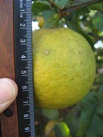            Fruit (Bearss, Winter Haven, FL)   