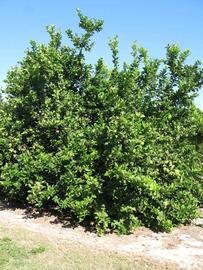            Habit (Bearss, Winter Haven, FL)   