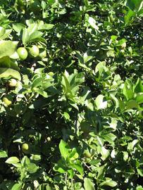            Sun leaves (Bearss, Winter Haven, FL)   