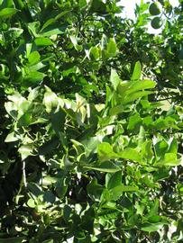            Sun leaves (Bearss, Winter Haven, FL)   