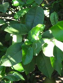            Shade leaves (Bearss, Winter Haven, FL)   
