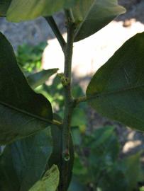            First year twig (Bearss, Winter Haven, FL)   