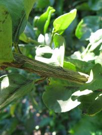            Second - third year twig (Bearss, Winter Haven, FL)   