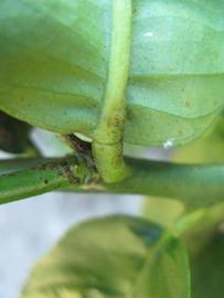            Petiole (Bearss, Winter Haven, FL)   