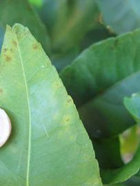            Margin (Bearss, Winter Haven, FL)   